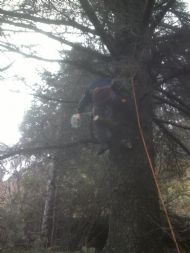 Tree Surgery